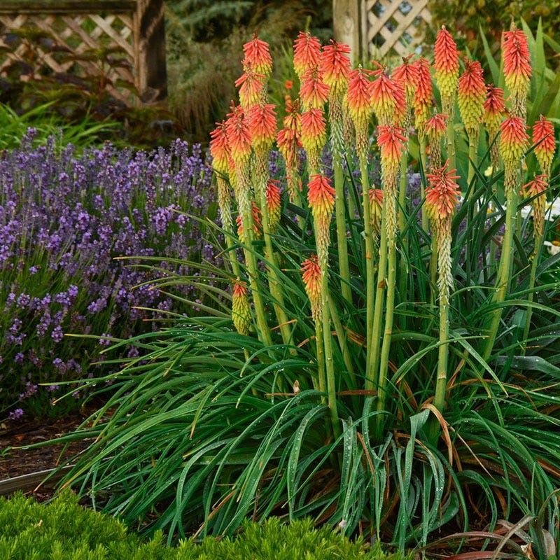 Red Hot Poker (Kniphofia)