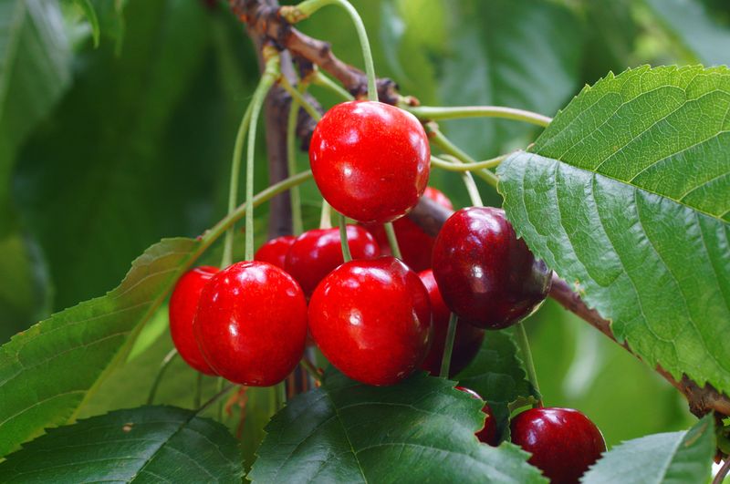 Cherries