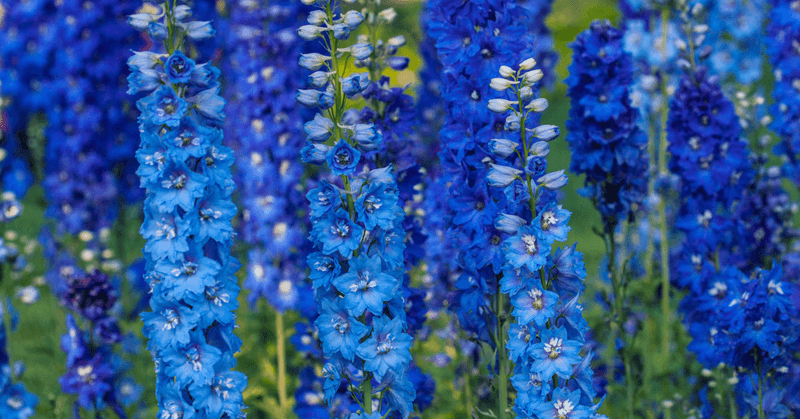 Larkspur