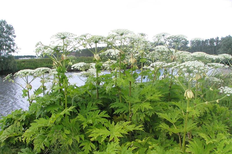 Hogweed