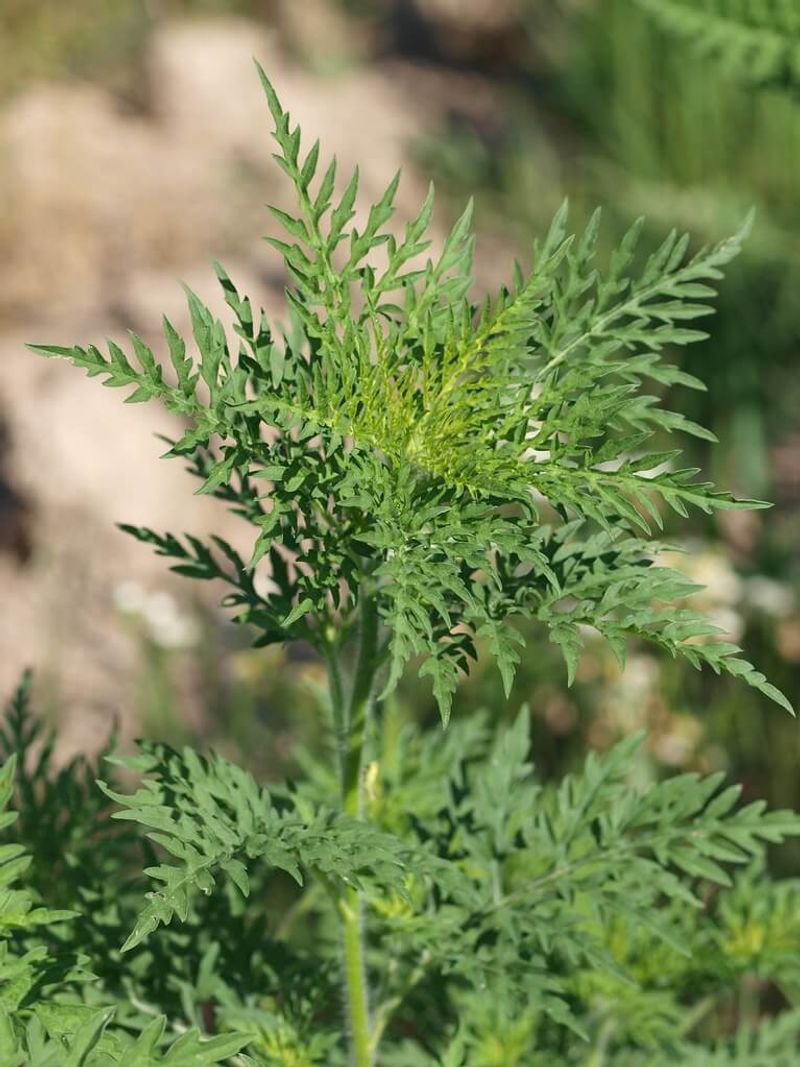 Ragweed