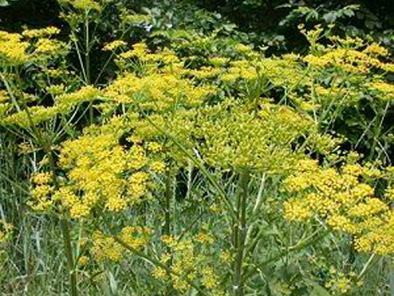 Wild Parsnip