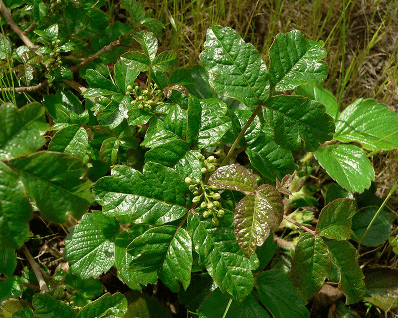 Poison Oak