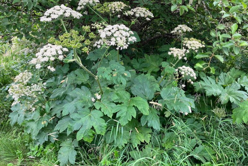 Cow Parsnip