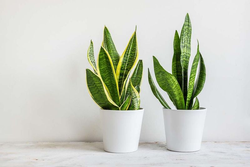 Snake Plant (Sansevieria/Dracaena trifasciata)