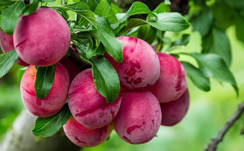 Plums