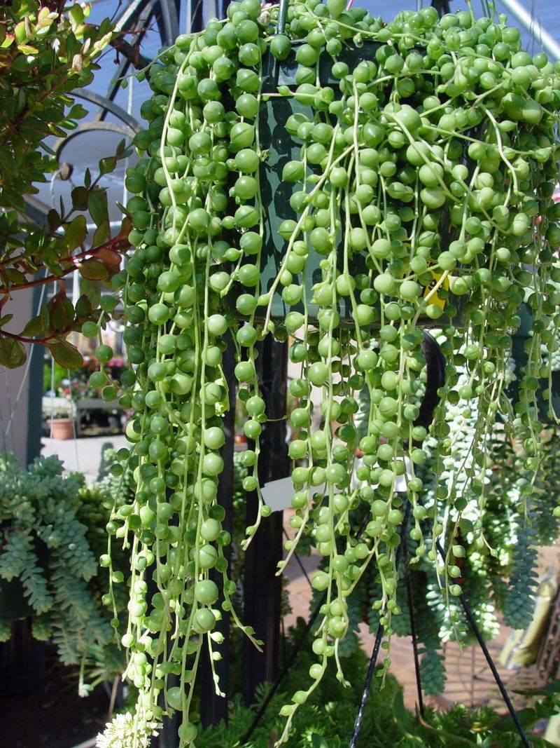 String of Pearls (Senecio rowleyanus) – The 