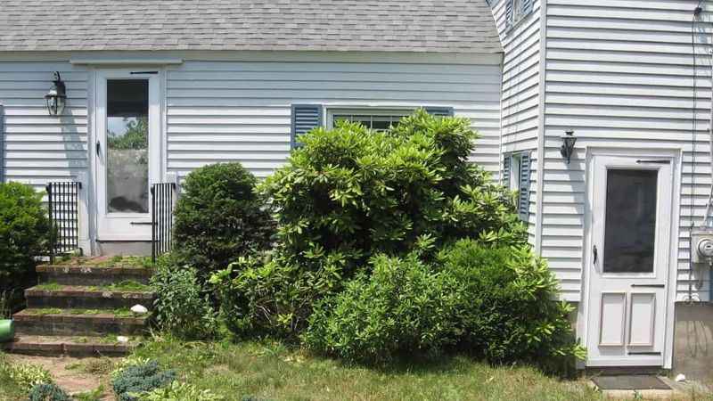 Unkempt Shrubs and Trees