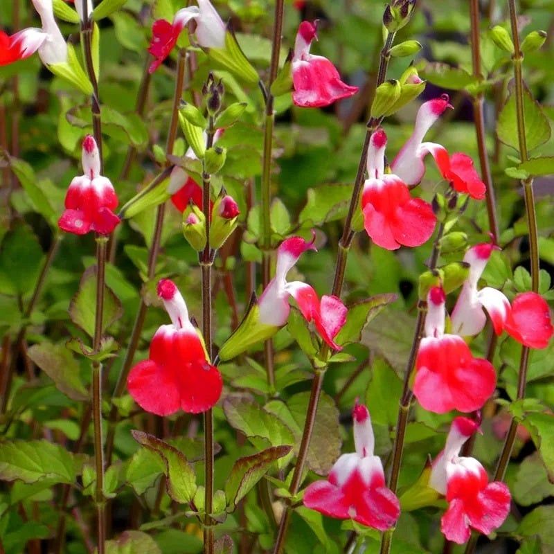 Hot Lips (Salvia microphylla ‘Hot Lips’)