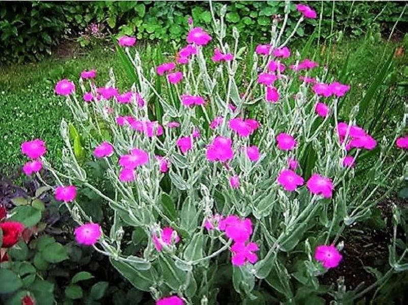 Rose Campion (Lychnis coronaria)