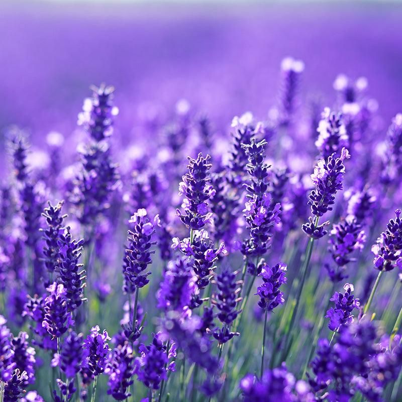 Lavender (Lavandula)