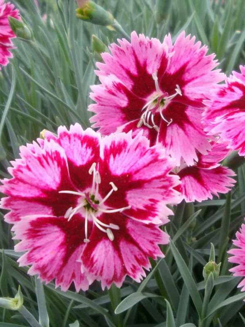 Dianthus