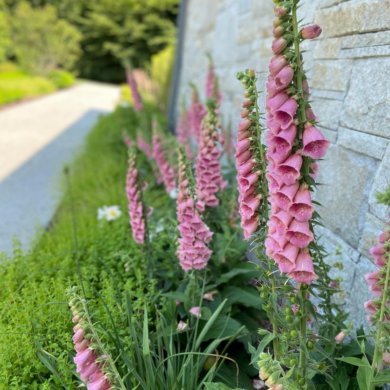Foxglove