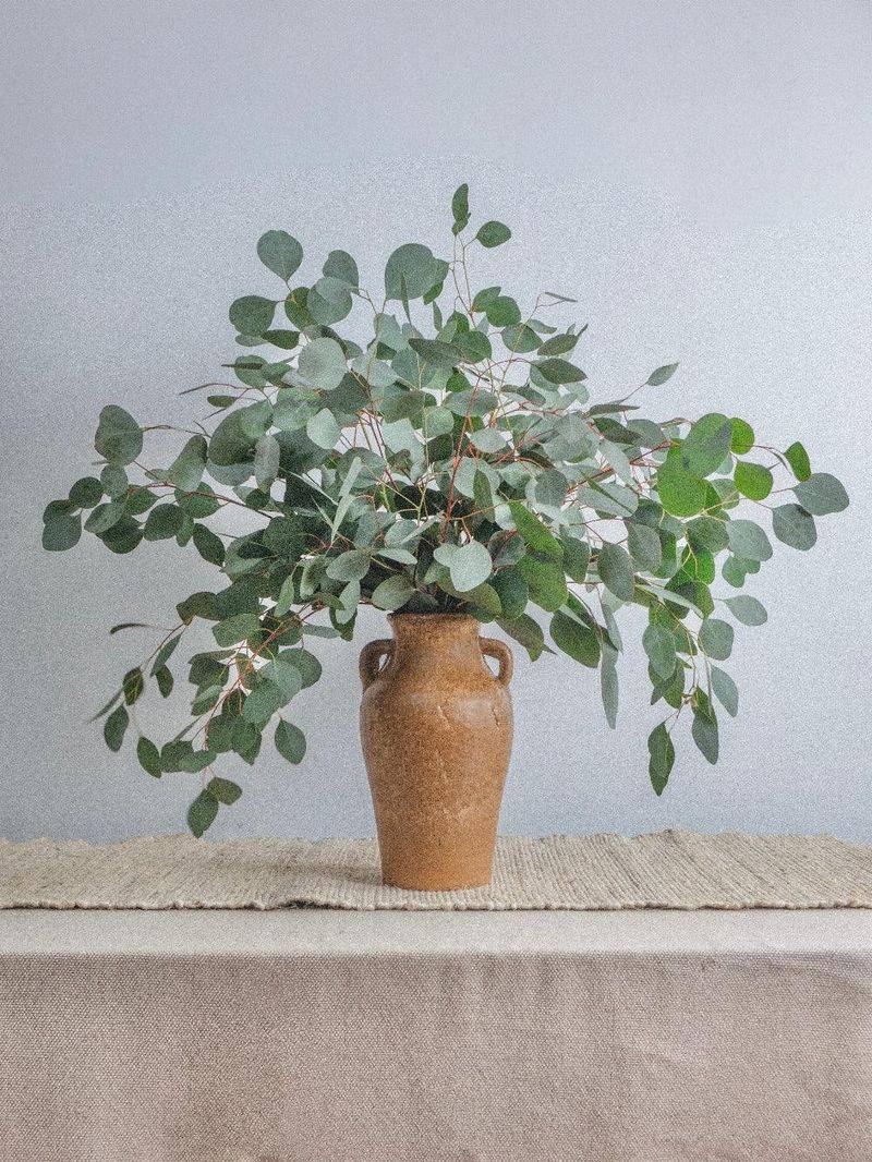 Silver Dollar Eucalyptus (Eucalyptus cinerea)