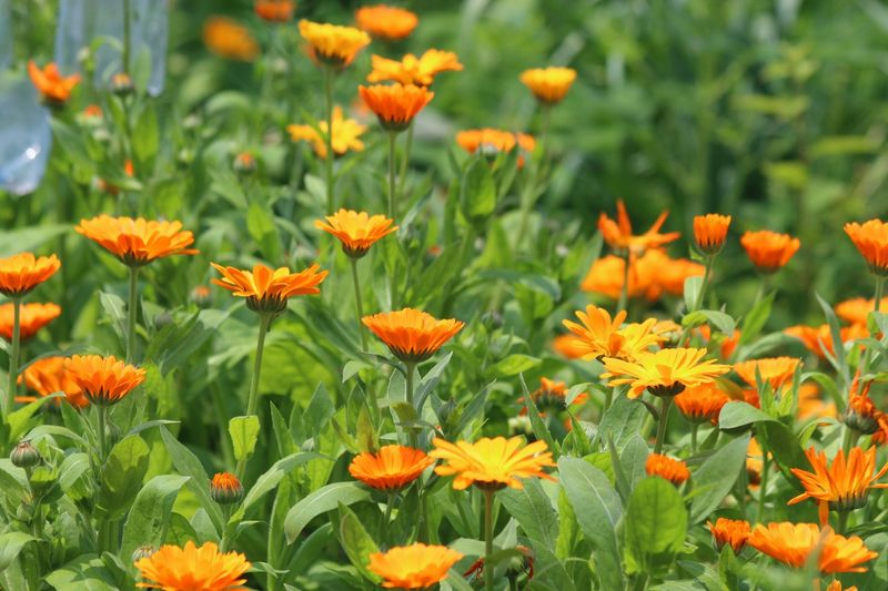 Calendula