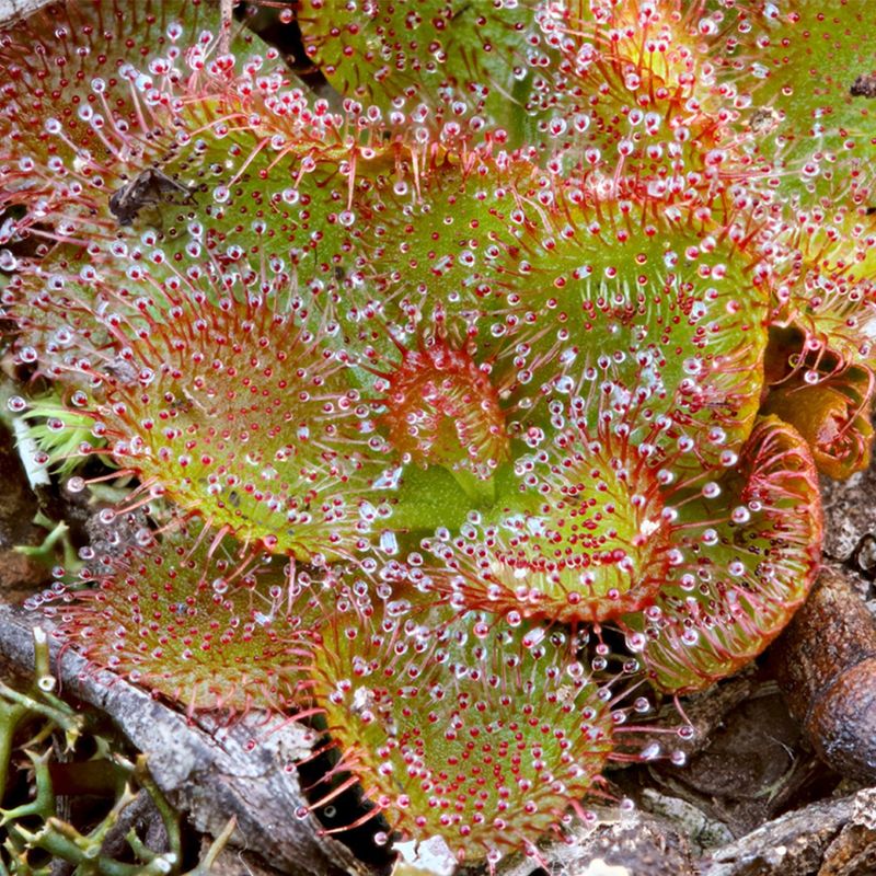 Catapulting Flypaper Trap (Drosera glanduligera)