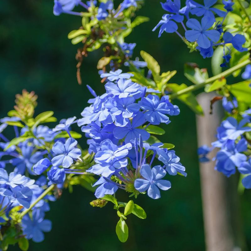 Plumbago