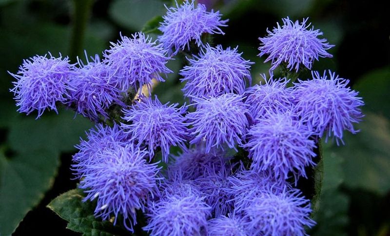 Ageratum - Fluffy Blue Clouds That Persist