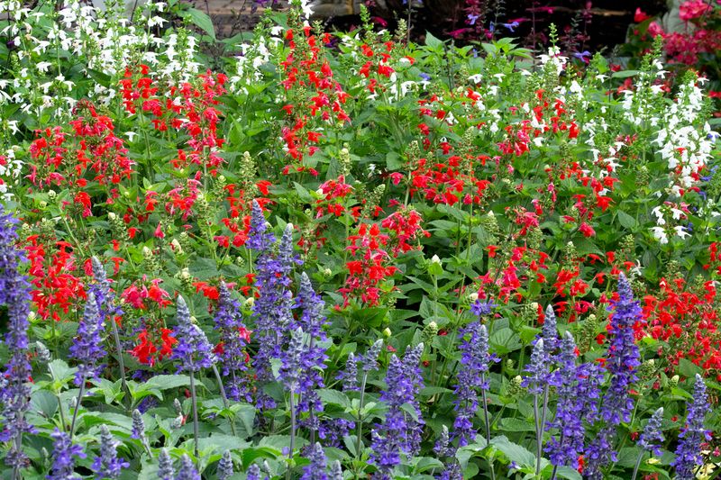 Salvias (Annual Types)
