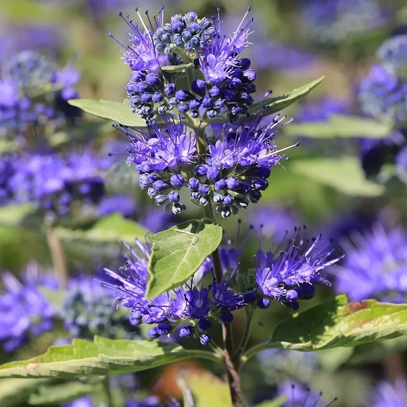 Blue Mist Spirea