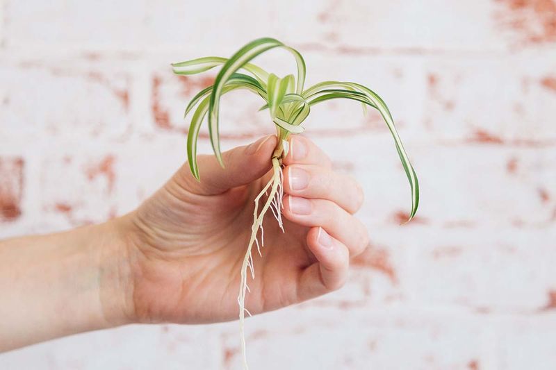 Spider Plant