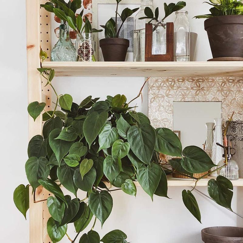Heartleaf Philodendron