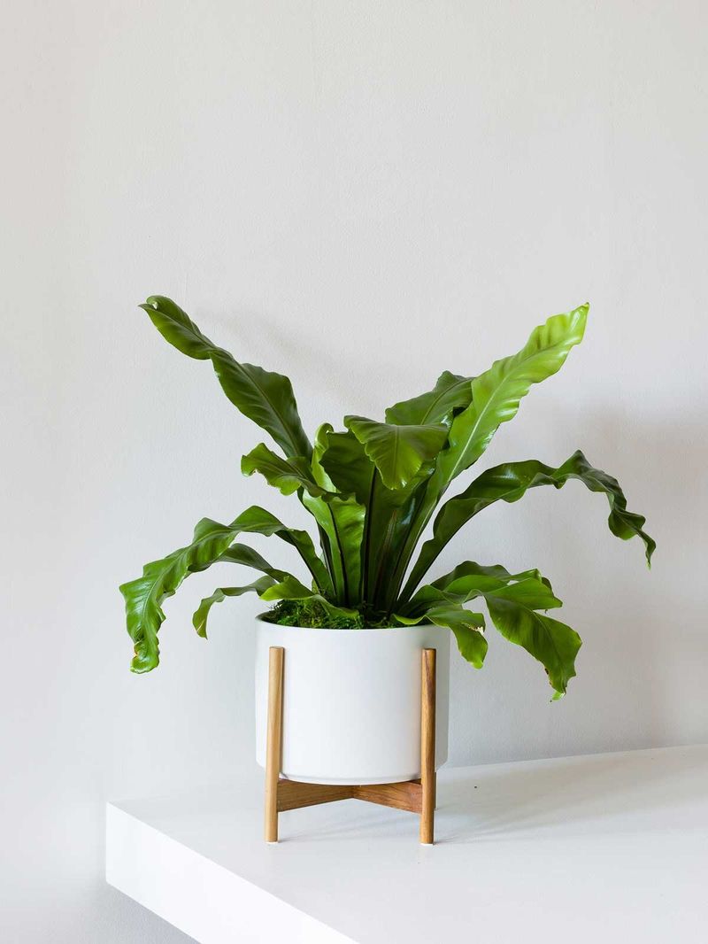 Bird's Nest Fern