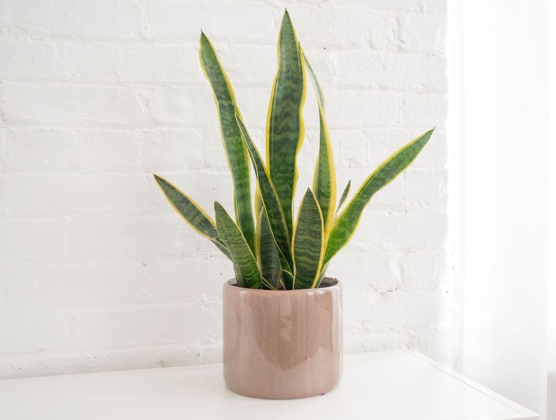 Snake Plant (Sansevieria)