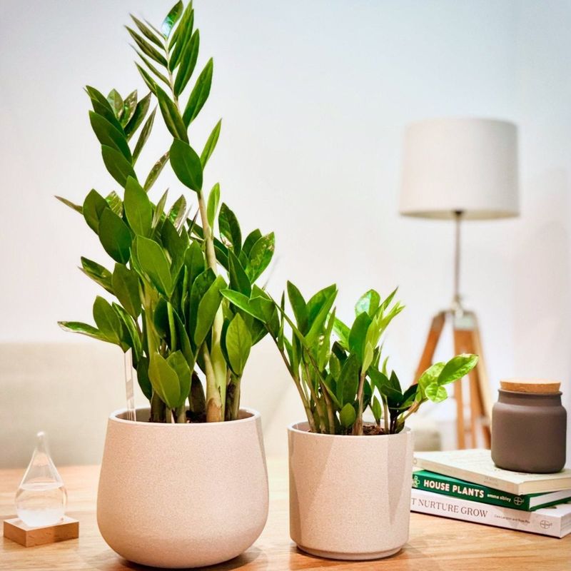 ZZ Plant (Zamioculcas zamiifolia)