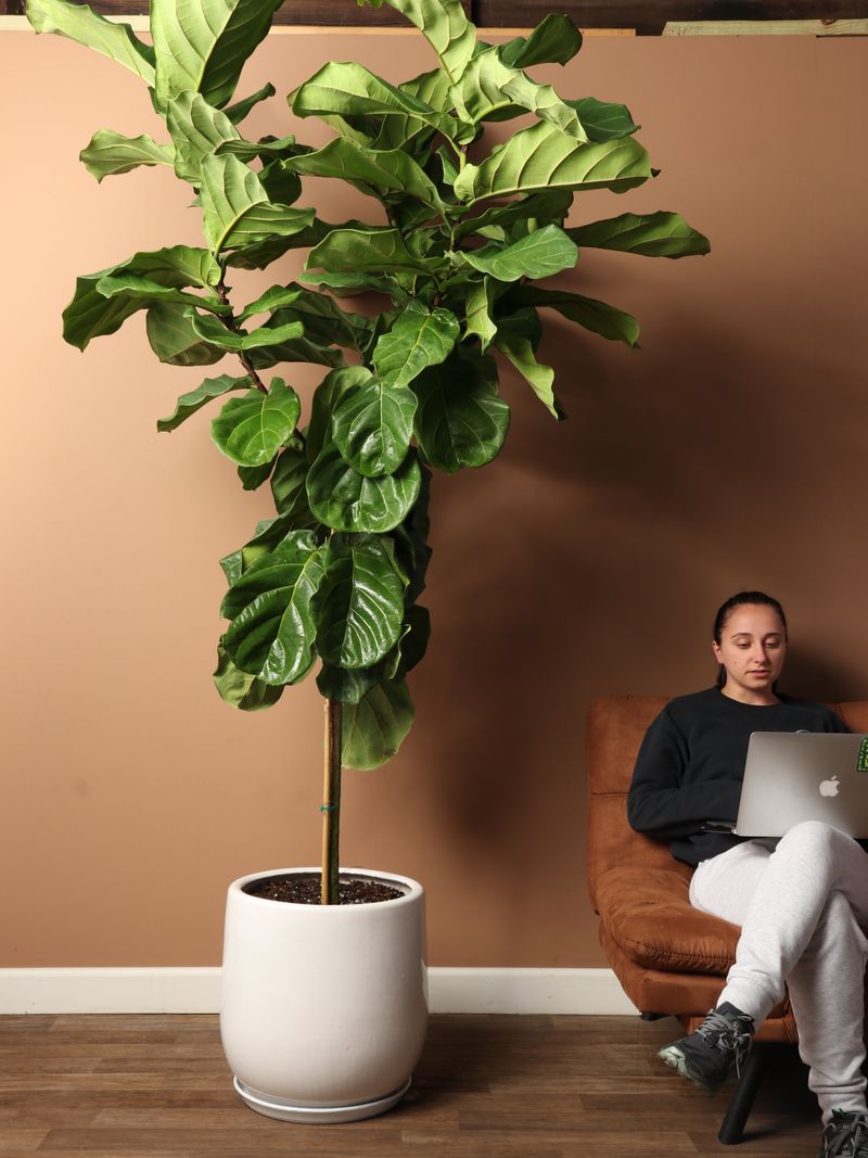 Fiddle Leaf Fig - The Dramatic Grower