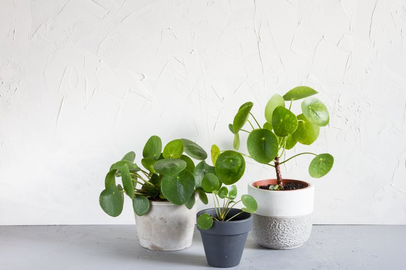 Chinese Money Plant (Pilea peperomioides)