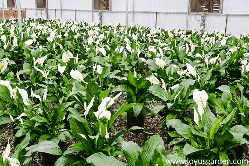 Peace Lily