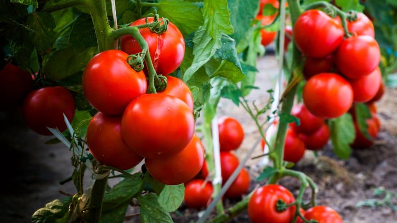 Choose Resistant Varieties