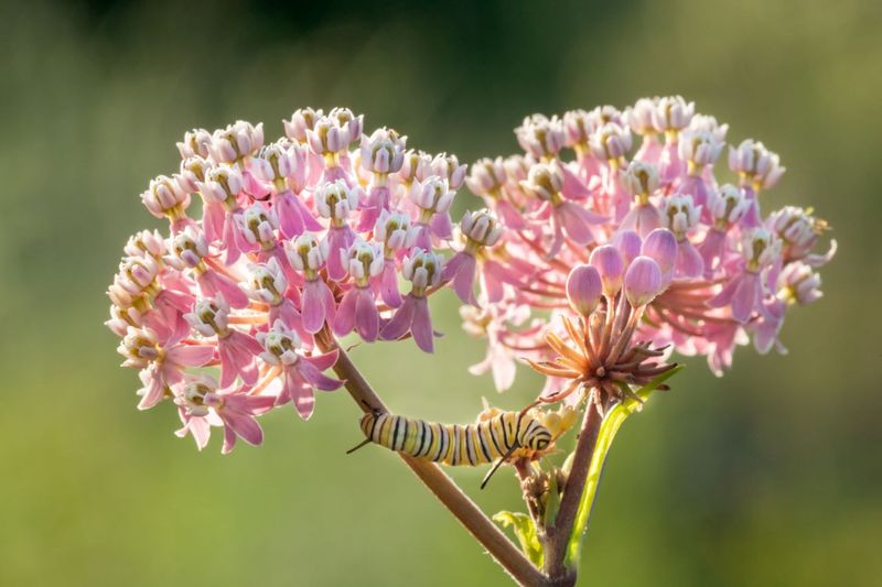 Swamp Milkweed (Asclepias incarnata)
