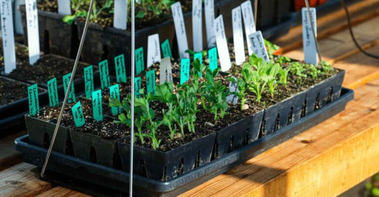 Preparation and Seed Organization Tips for a Stress-Free Seed Starting Season