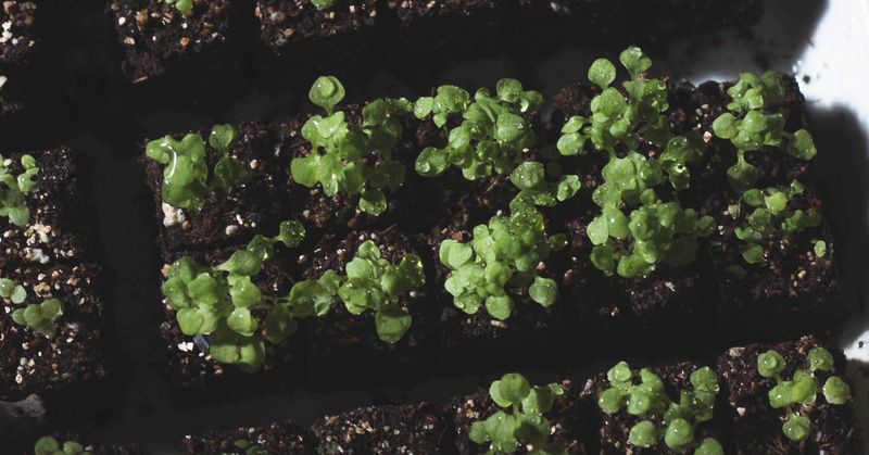 Start from Seeds Indoors