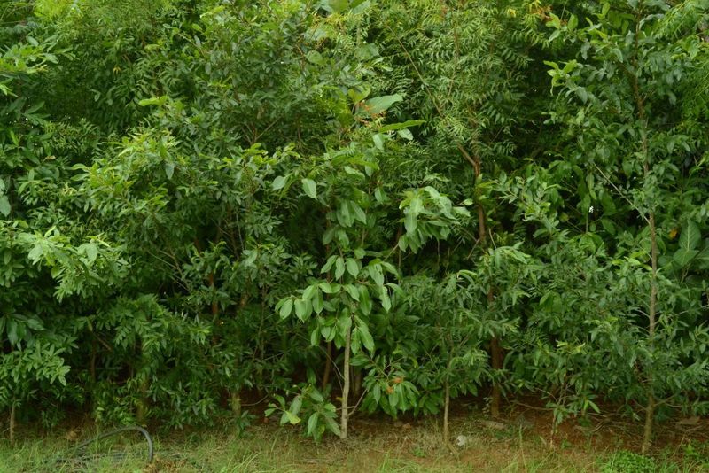 Dense Planting Strategy for Maximum Growth