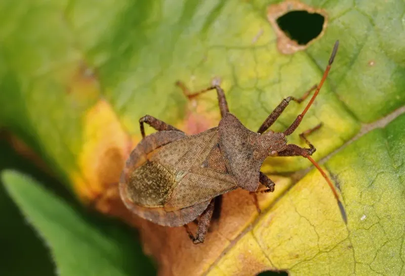 Keep Squash Bugs Away