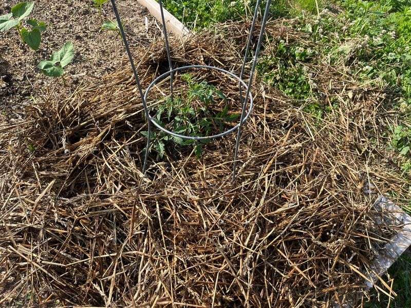 Reduces Plant Disease