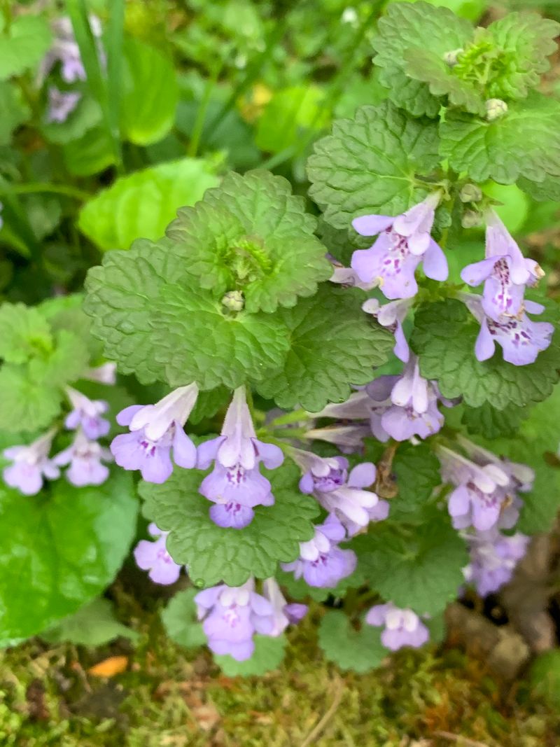 Ground Ivy