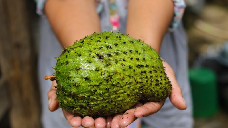 Soursop