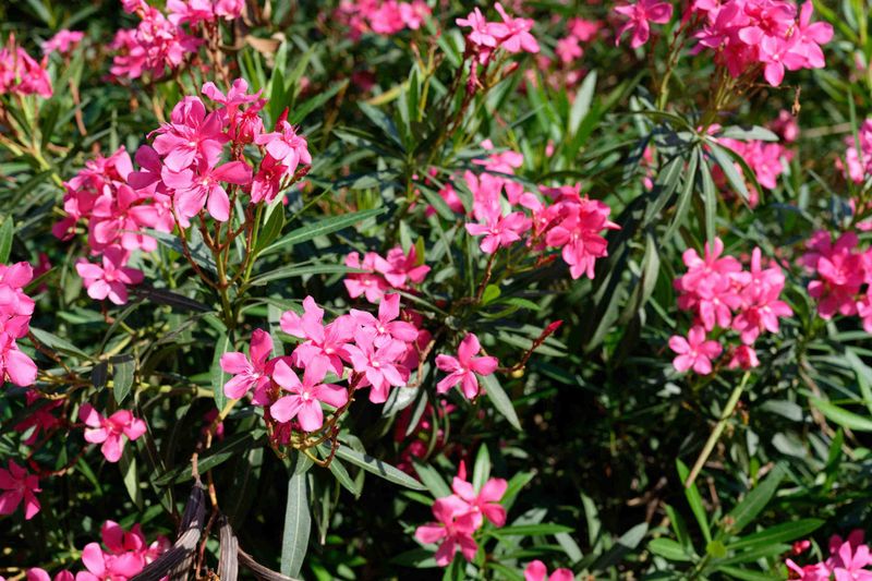Oleander