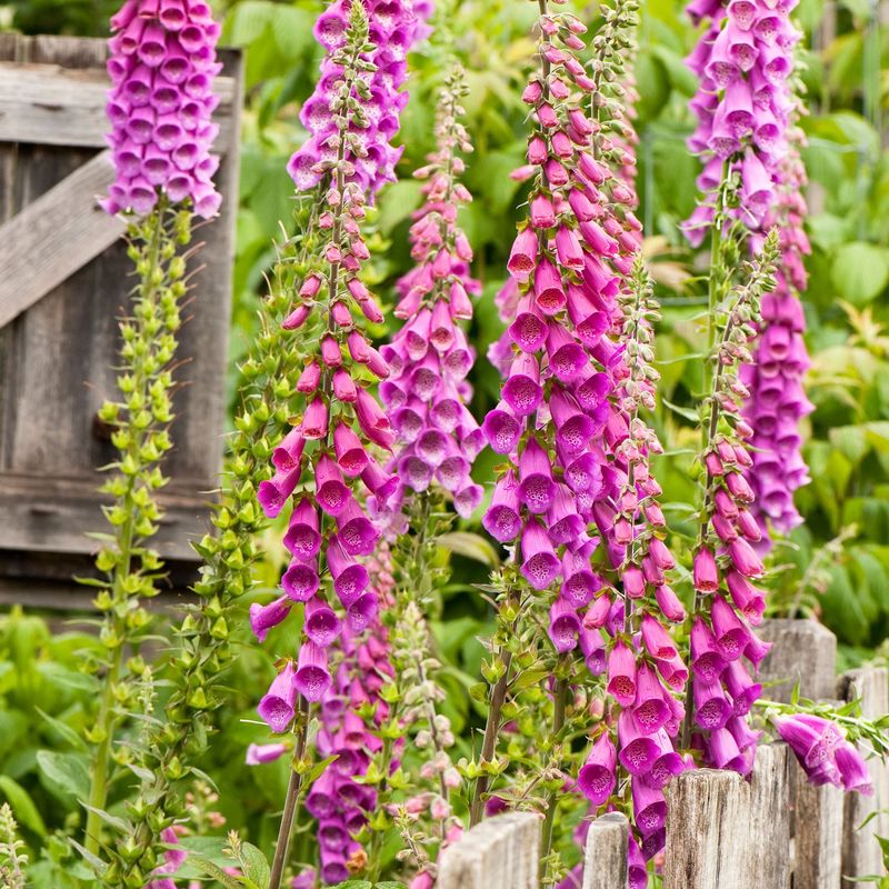 Foxgloves