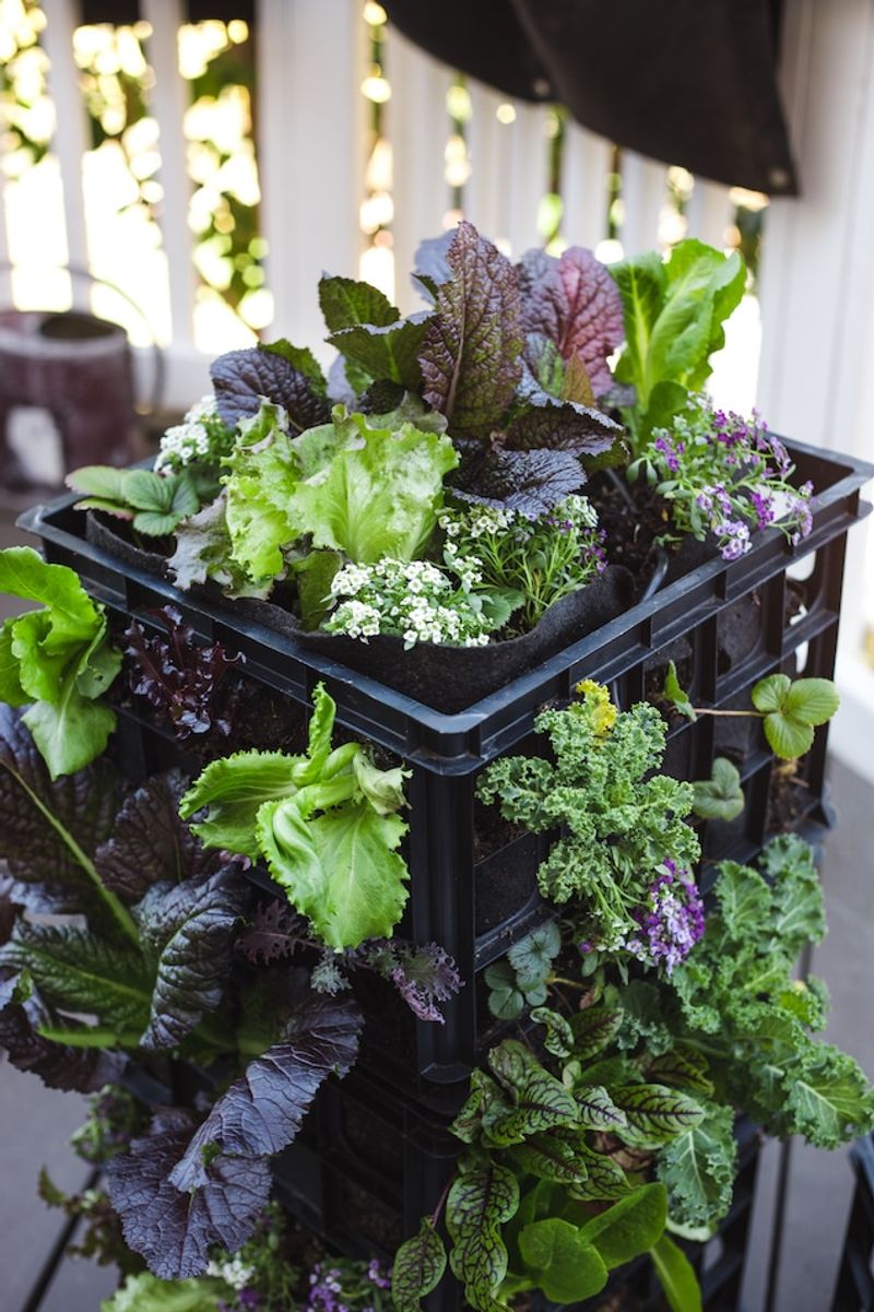 Salad Bar Planter