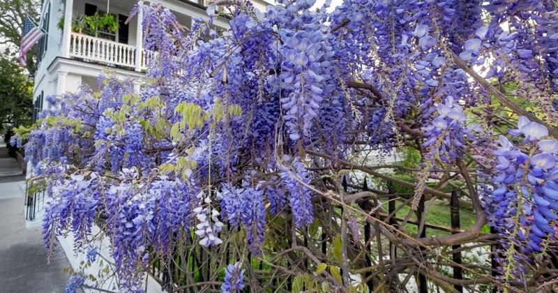 Wisteria