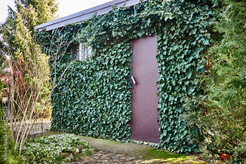 English Ivy