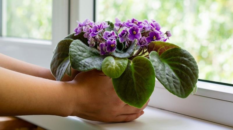 The Ice Cube Watering Myth (Busted!)