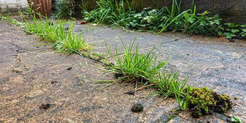 Stop Weeds in Pavement Cracks