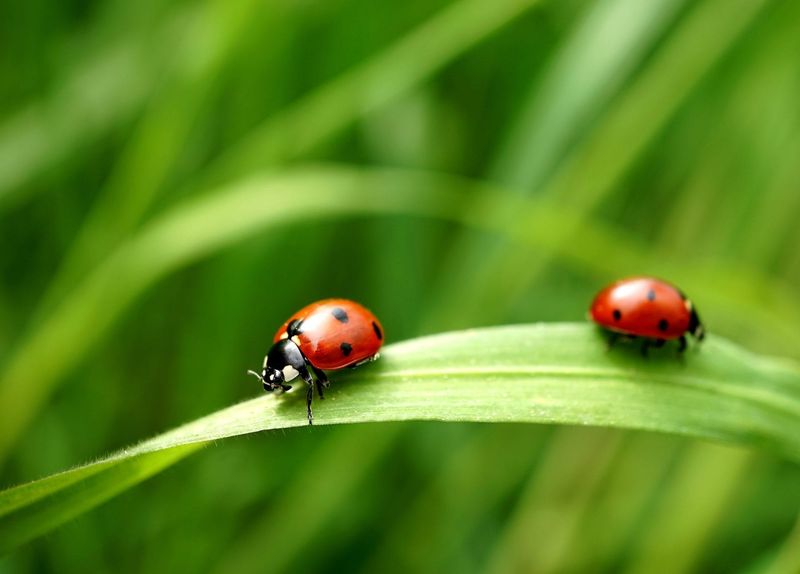 Encourage Beneficial Insects