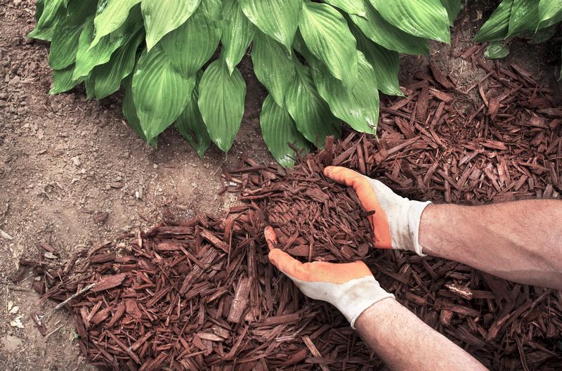 Mulch to Lock In Moisture